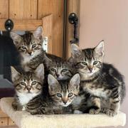 Five kittens abandoned found dumped in woods near Bicester