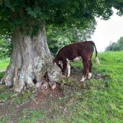 The cow had trapped its head in the tree and needed to be rescued.