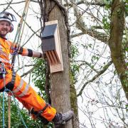 Network Rail ecologist Sam Jones puts a bird box up a tree near Denham