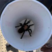 Tarantula reunited with owner after three weeks