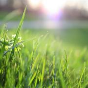 Stock image of grass