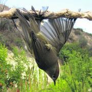 Cypriot harvest threatens birds
