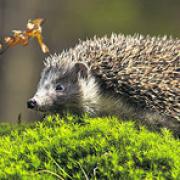 Alarming decline in hedgehogs