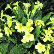 SPRING COLOUR: Primroses in woodland                            Picture: Andy Fairbairn/BBOWT