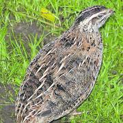 The Downs and Otmoor are the best places to hear a quail