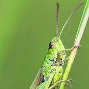 Summer sound: The powerful hind legs of the meadow grasshopper help to create the sound of summer