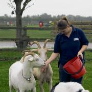 Goats are very popular with smallholders