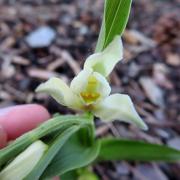 A rare orchid has been seen in Oxford business park, possibly for the first time in Oxford. Picture: Dr Chris Dixon