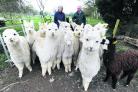 Kate and Mike Coghlan, of Blenheim Alpacas, with some of their herd of the Andean animals