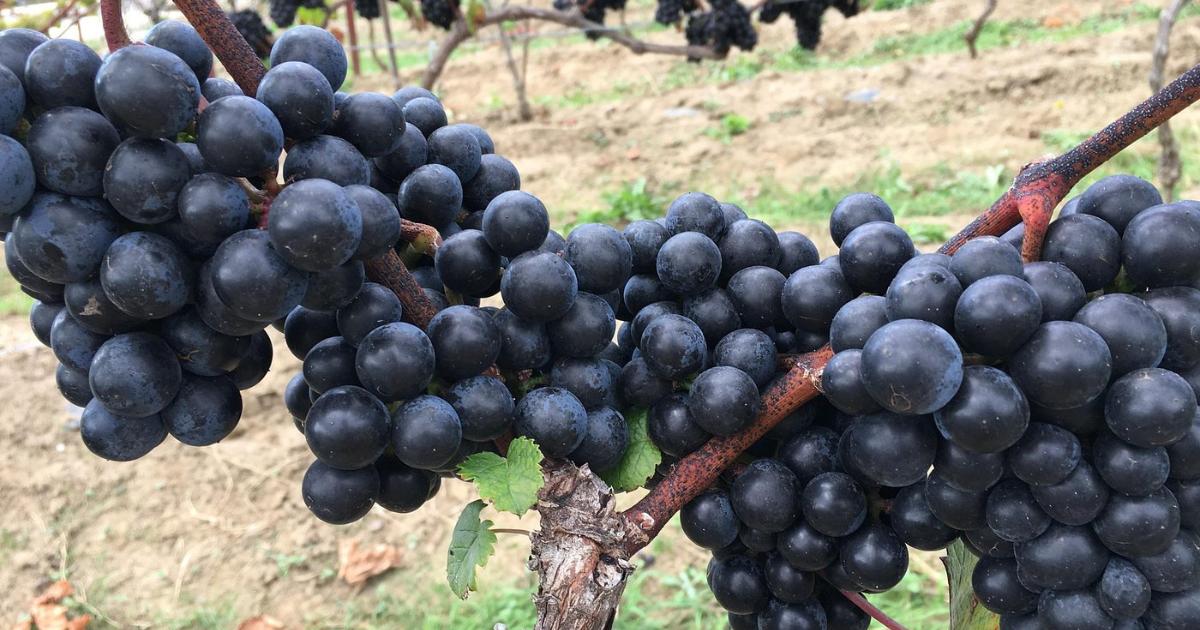 Oxfordshire vineyard with 'world-class wine' draws comparisons to Thailand’s best