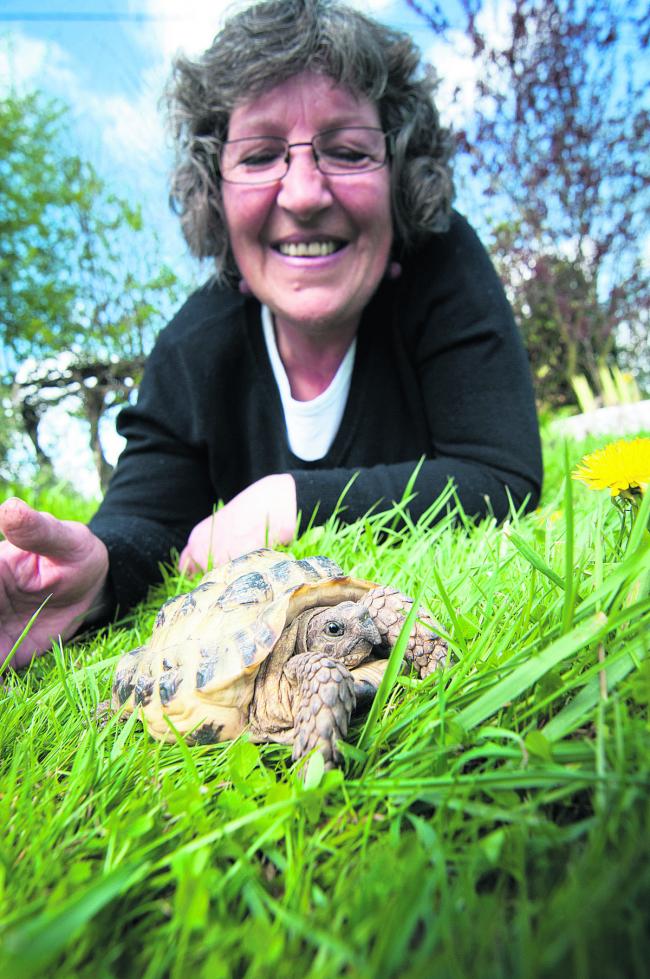 Helen Davidson with the tortoise