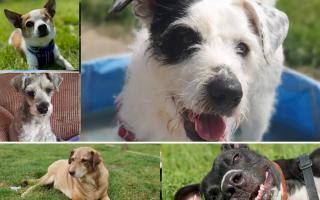 Five dogs are available for adoption at Oxfordshire Animal Sanctuary. Credit: Oxford Animal Sanctuary