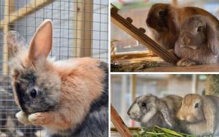 5 rabbits needing forever homes. Credit: Oxfordshire Animal Sanctuary