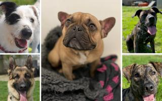 5 dogs looking for forever homes. Credit:  Oxfordshire Animal Sanctuary.