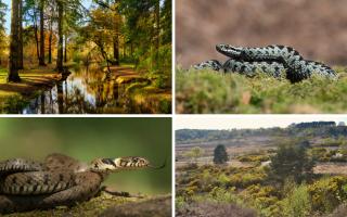 From West Sussex to Hampshire - see where you'll find the most snakes in England.