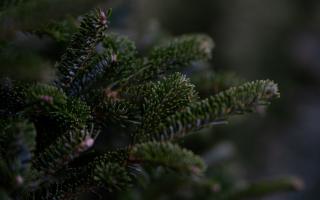 The Christmas tree recycling scheme runs from January 9 until February 16