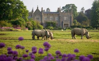 Rhinos on the lawn at Cotswold Wildlife Park