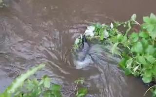 A labrador was sucked into a whirlpool at Bernswood Forest.