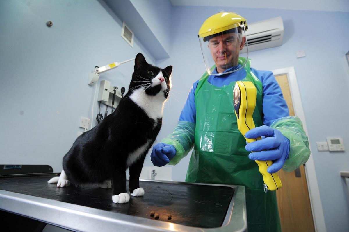 Chipping Norton Veterinary Hospital opens first radioactive cat treatment  centre in Oxfordshire | Oxford Mail