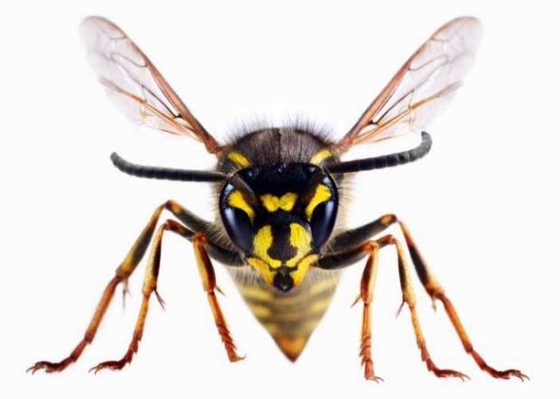 Oxford Mail: A wasp