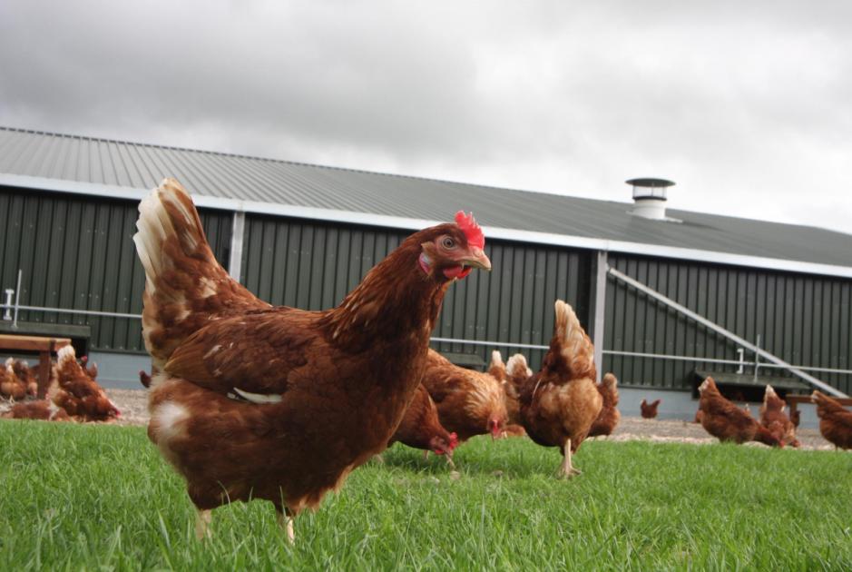 Controversial chicken farm is back to seek for permission 